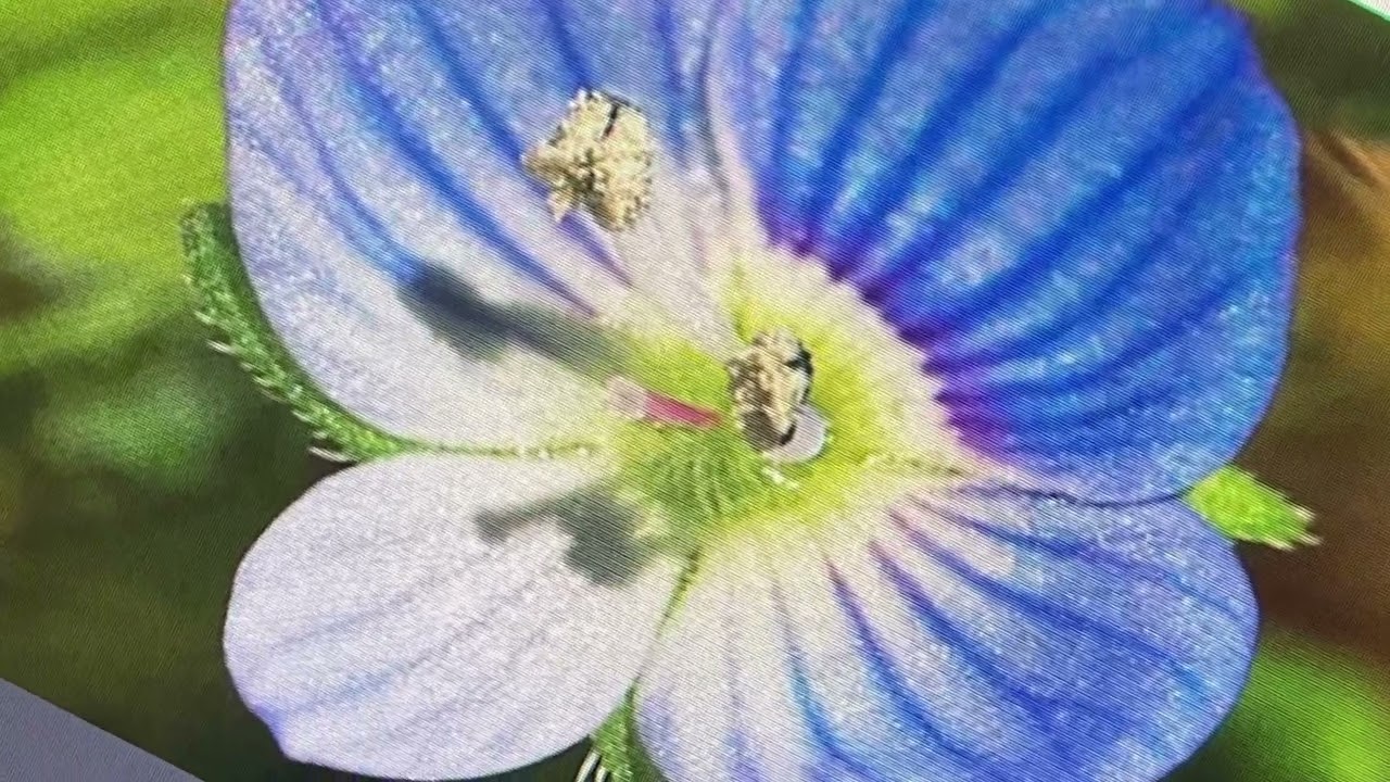 꽃 큰 개불알 ☆큰개불알풀(봄까치꽃/큰지금)☆
