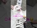 クラッキングがすごい猫🐈 #保護猫 #cat #ラグドール