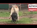 Just an alpaca getting a piggyback from a pig | SWNS