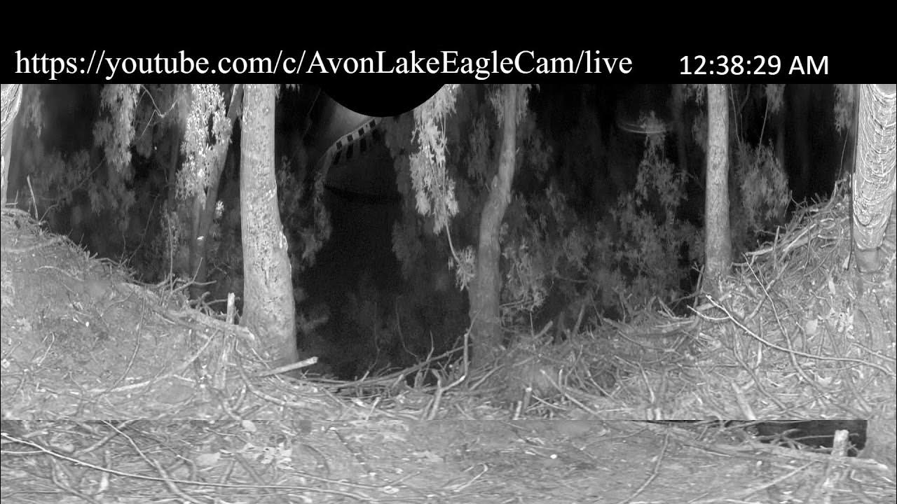 Avon Lake Eagle Cam 1 360 Degree YouTube