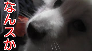 【子犬】やんちゃなポメラニアンを隠し撮り！！
