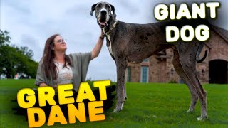 Great Dane: Majestic Giant Among Dogs | Characteristics by Paws & Plays 151 views 5 months ago 7 minutes, 18 seconds