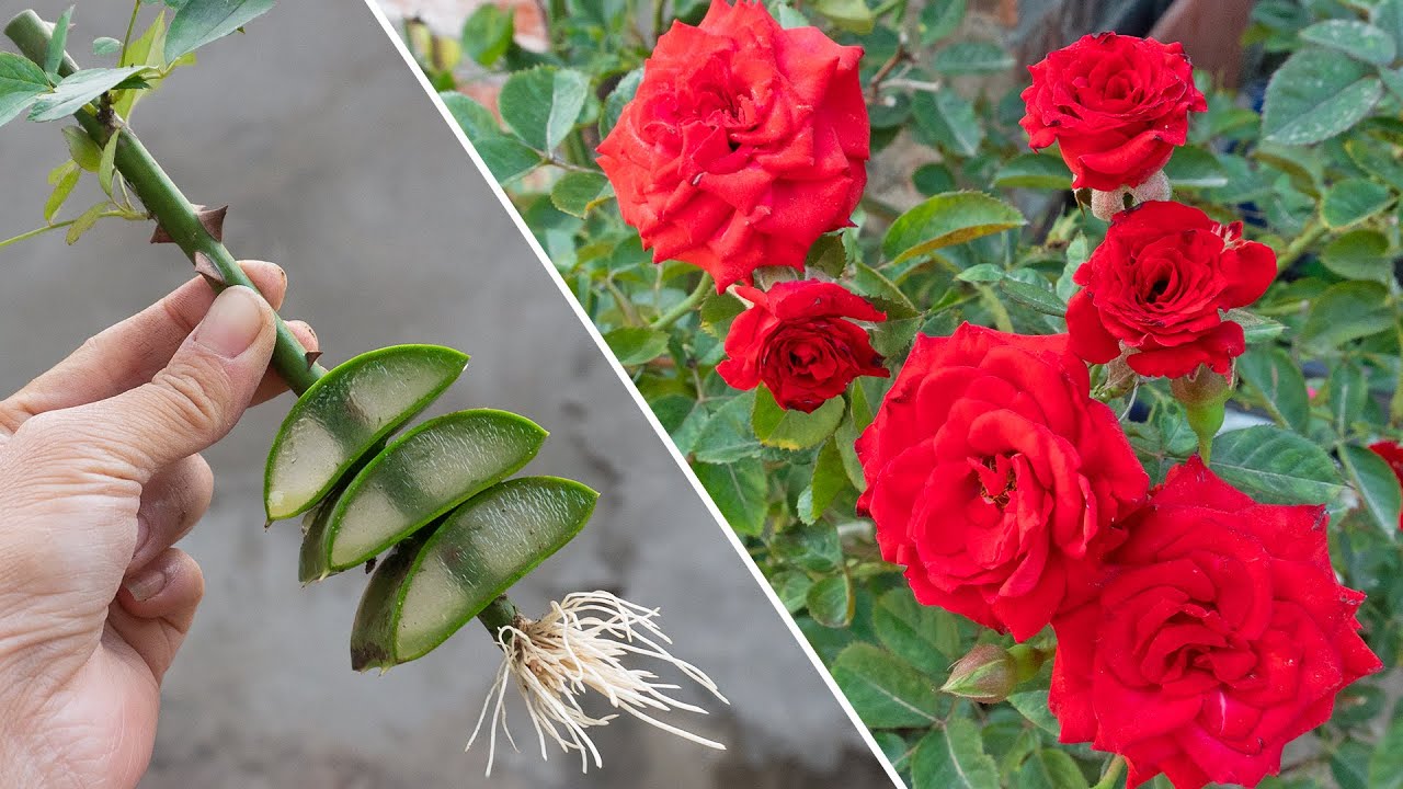 The best way to grow roses not everyone knows - Growing roses from ...