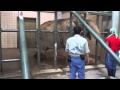 2011/11/03_【浜松市動物園】ゾウの浜子さん