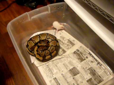 lizard skin grips Normal Ball Python Feeding PT.1 of 3