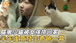 腦癱小貓被好心女孩帶回家救治暖心貓貓主動貼近半年後竟發生奇跡一幕【變化 貓咪 母愛 流浪貓 狗 親情 感動 收養 感人故事 哺乳】