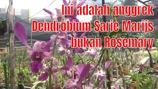 Ini adalah anggrek Dendrobium Sarie Marijs bukan Rosemary