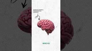 What does ADHD look like in our brains? #gresham #shorts #neuroscience #adhd