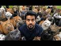 I visited Cat Island 😻 II Indian in Japan II