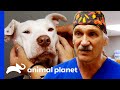 Deaf Dog Has BB Pellet in Her Ear | Dr. Jeff Rocky Mountain Vet