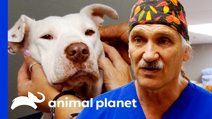 Deaf Dog Has BB Pellet in Her Ear | Dr. Jeff Rocky...