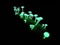 Glow in the dark mushrooms