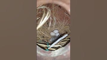 Grey Java Sparrow lay 3 eggs #birds #javasparrow #cute