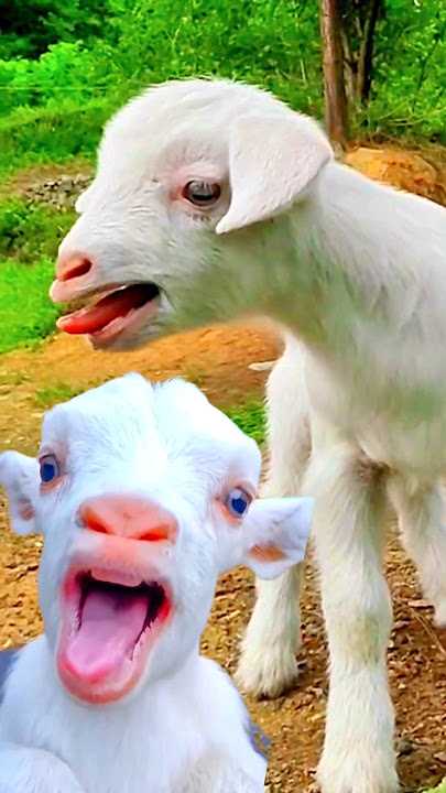 Cute Goat KID & Puppy 🥰❤️