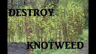 Destroy Japanese Knotweed!