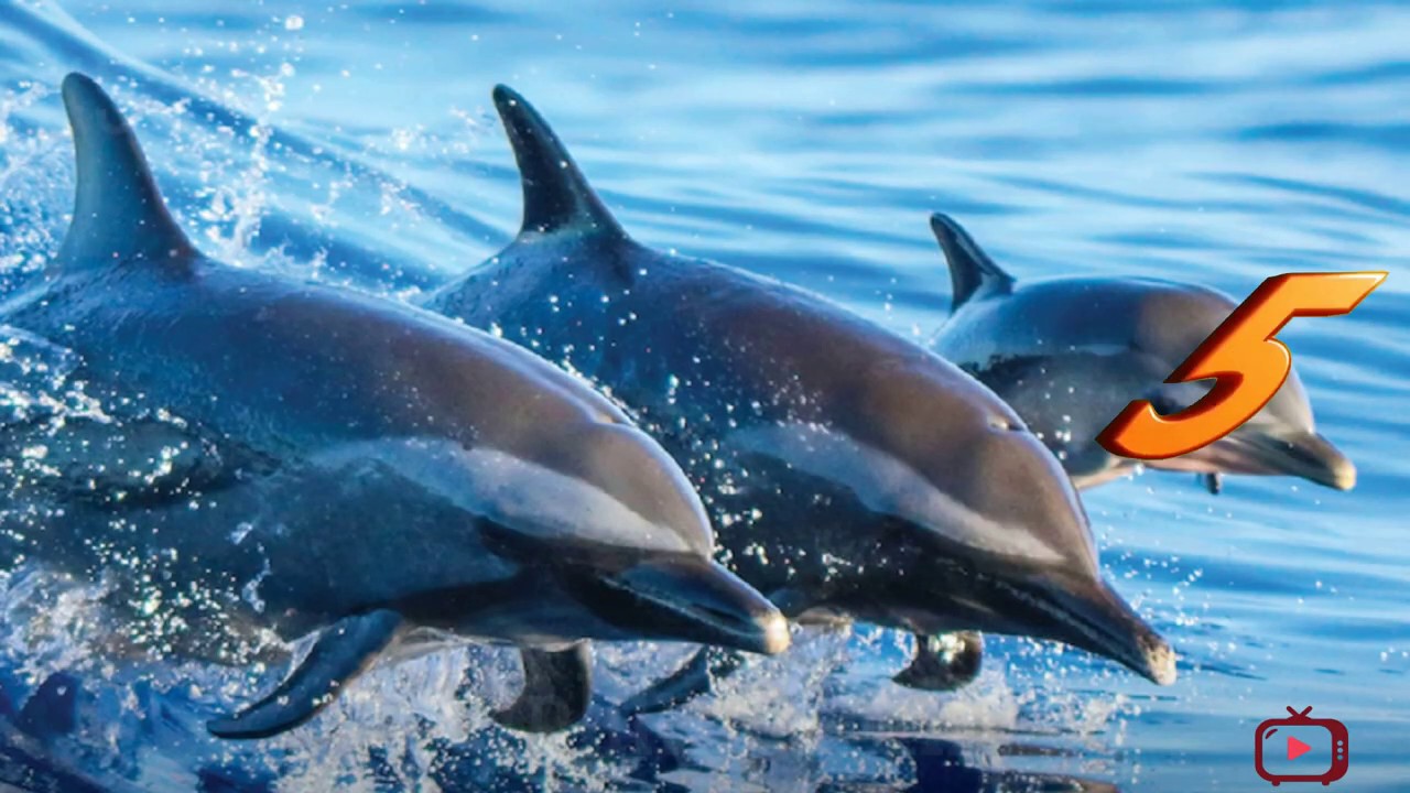 Top 10 Amazing Animal Parents Best Astonishing Super Animal Dads & Moms Scoop of the Day YouTube