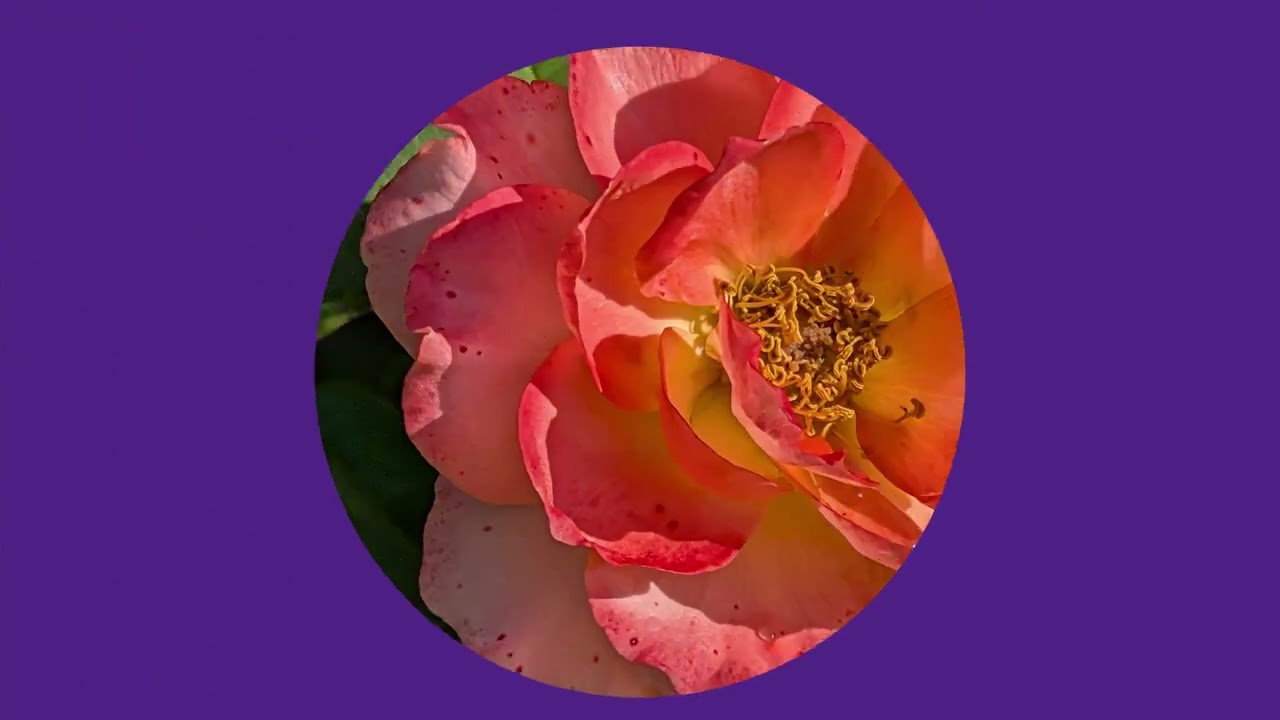 Public Garden Tour 2026 Sneak Peek Preview