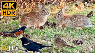 Cat TV for Cats to Watch 😺 Cute Bunnies, Spring Birds, Squirrels 🐿 8 Hours 4K HDR 60FPS