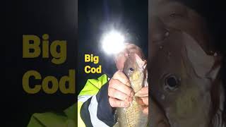 Unbelievable Big Cod.