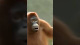 Funny Gorilla dance