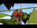 Butterfly life cycle 3d animation