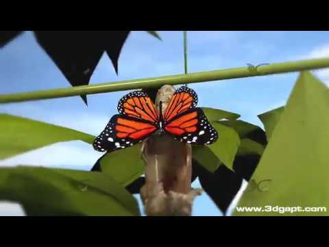 Butterfly life cycle 3d animation - YouTube
