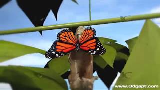 Butterfly life cycle 3d animation