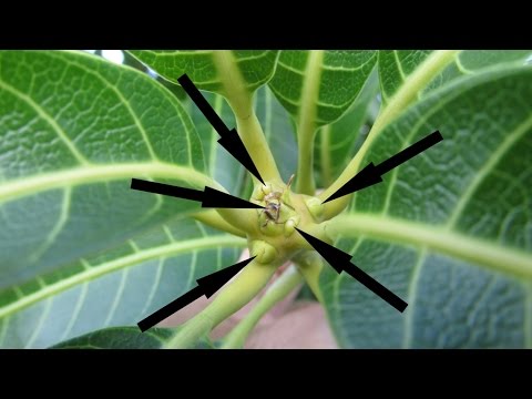 वीडियो: वंशज पौधे की जानकारी: ग्राफ्टिंग के लिए वंशज कटिंग लेना