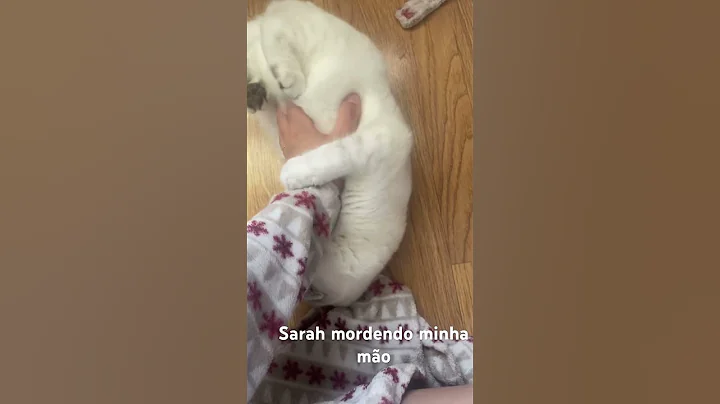 Watch the video about Sarah mordendo minha mao nao se cansa de brincar 😂 #cat #cute #cutecat #funny #scottishfold