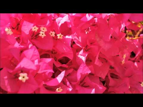 Rémi Caumont - Kengur