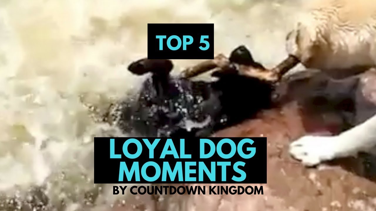 Top 5 Loyal Dog Moments