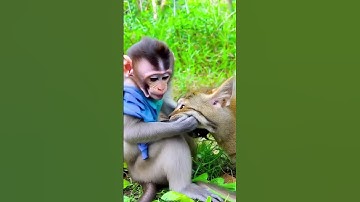 Thumbnail of #lyrice #song #songkhmer #sad #originalsong #cute #monkeysr #funny #adorably #anmals