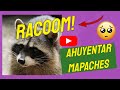 🔴 RACOOMS  👉 AHUYENTAR a los MAPACHES de tu Casa