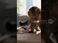 2版 (Version 2)Too Realistic?! 😱 5 AI Generated "Tabby vs Bengal Cat" Videos! Which One is the Best?
