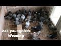 BIG DAY For 2021 Youngbirds WEANING The Young Racing Pigeons