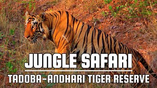 Jungle Safari | Wonders of the Wild | TadobaAndhari Tiger Reserve | Vaishant Ranadive !!!