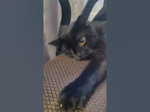 Непослушный кот - YouTube