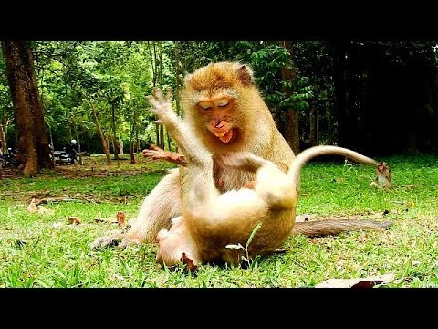 baby monkey crying for milk Baby Bronx got hurt cos Mom hit him so strong, Pity Bronx did wrong nothing