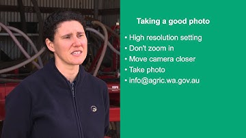 How to take a pest sample and send it in for identification