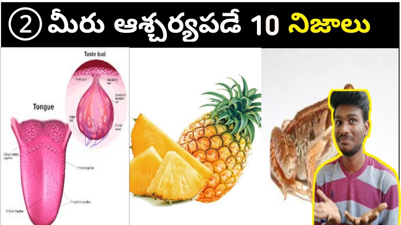 Top 10 Intresting Facts Telugu || Unknown Facts || Uday vlogger