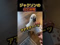 のど自慢スタート