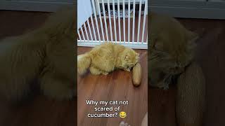 Why cat scared of cucumber?