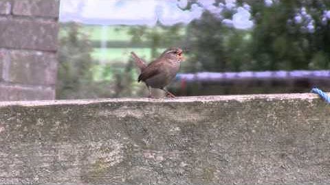 Wren singing in ultra slow motion