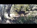 Camara trampa, Sonora, México