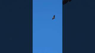 what kind of bird this isyoutubeshorts youtube beautiful