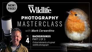 Episode Four: Backgrounds – critical elements of a great wildlife photograph