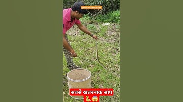 russell viper highly venomous snake 🐍😱। the most dangerous snake #shorts #youtubeshorts #viral