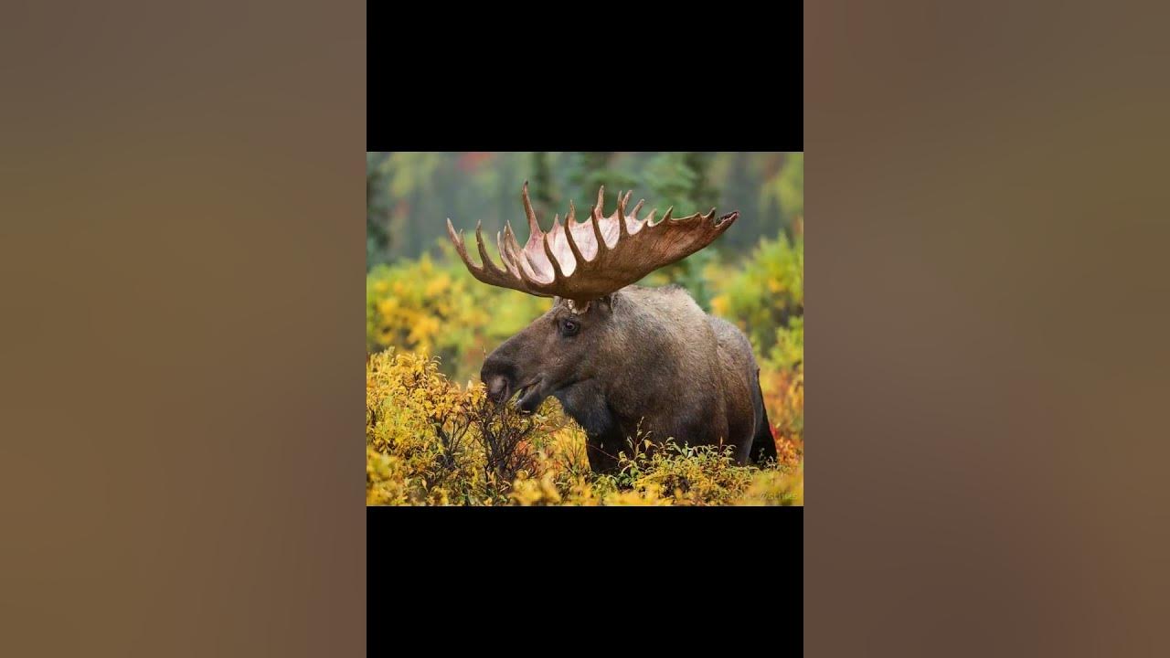 Лось аниматор
