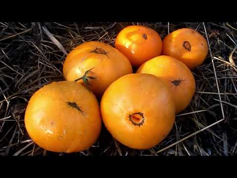 Вопрос: Томат оранж , какие отзывы, кто сажал?