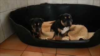 Chiots Bull Terrier Miniature De 1 Mois Tout Juste De Lélevage Des Honeys Bulls